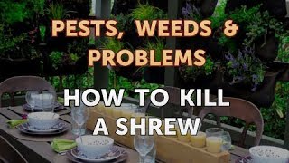 How to Kill a Shrew [upl. by Edyaj]