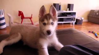 Laika the Talking Husky Puppy [upl. by Yroj]