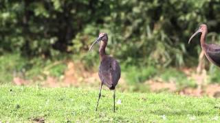 Zwarte ibissen in Holland  Glossy Ibises 2013 [upl. by Ative953]