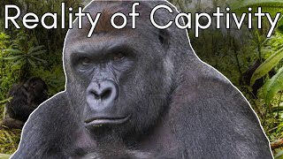 Harambe’s Tragic Tale The Truth Behind Gorillas in Zoos  Cid Dwyer [upl. by Panaggio657]