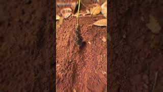 How big ant colony can be 🐜 factstelugu [upl. by Ellerehc]