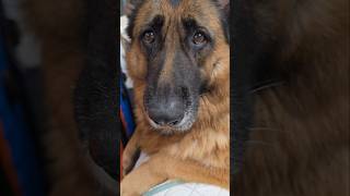 Siggy gets like this EVERY time she sees my luggage gsd germanshepherd dog pets [upl. by Baiel]