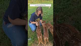 This family found three baby fawn on the road and then adopted them animalshorts [upl. by Erihppas522]