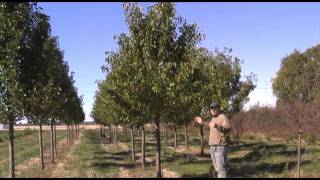 Ornamental Pear Trees [upl. by Nnuahs792]