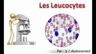 Les Leucocytes [upl. by Ryter]