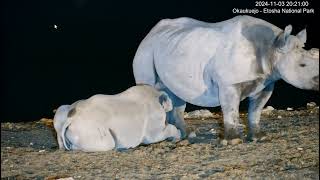 Black Rhinoceros Cow With Nursing Calf [upl. by Nairrot]