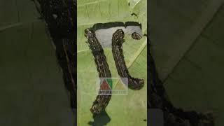 spodoptera litura atau ulat grayak dan insektisida endure pertanian ulat ulatgrayak pestisida [upl. by Meesak263]