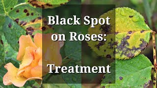 Black Spot Roses Treatment [upl. by Enyamrahc]