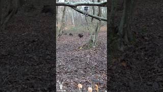 TIR DANS UNE COMPAGNIE DE SANGLIERS À 20 MÈTRES  sanglier hunting chasse [upl. by Brause]