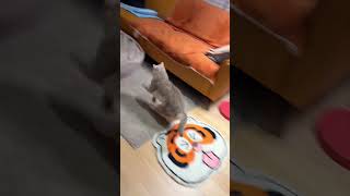 HILARIOUS Cat Compilation That Will Make Your Day Brighter in 2024 funnypets cats gatos cutecat [upl. by Nithsa]