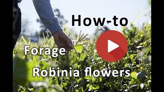 How to forage robinia flowers [upl. by Oruam23]