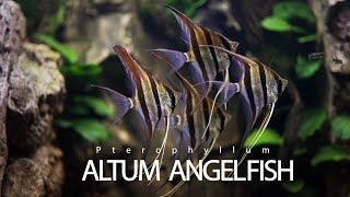 Altum Angelfish Aquarium  Altum Angelfish Tank [upl. by Naved656]