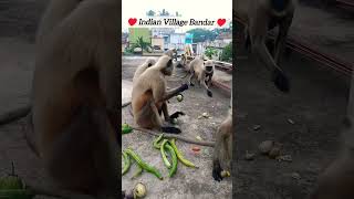 ♥️ Bandar Eating Fruits 💖monkey animallover sinthu Mukhi ♥️🇮🇳♥️viralshorts [upl. by Oijres]