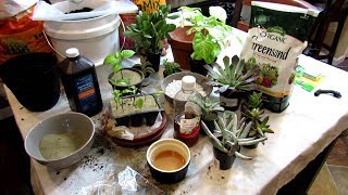 4 Ways to Manage Vegetable Garden Fungus Gnats Sterilize Trap Barrier amp Drench [upl. by Zacherie]