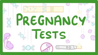 GCSE Biology  How do Pregnancy Tests Work 41 [upl. by Mercuri]