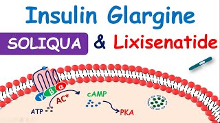 Soliqua 10033  Insulin glargine and Lixisenatide injection [upl. by Barbuto]