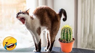 New Funny Animals 2023 😍 Funniest Cats and Dogs 😹🐶 Part 15 [upl. by Solegnave655]