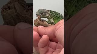 Banana Pectinata Iguanas Make for a Great Pet [upl. by Aliac201]