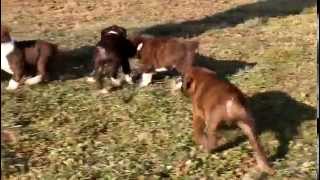 Boxer Puppies For Sale [upl. by Bloomer]