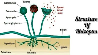 Labelled Diagram of Rhizopus l Rhizopus l How to Draw Rhizopus with Labelling l ES art amp craft [upl. by Emirak]