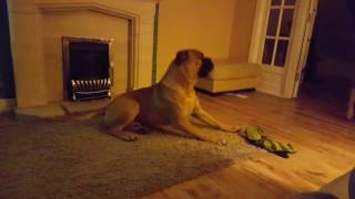 Bullmastiffs guarding Beau amp Sasha [upl. by Zetana]