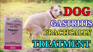 Gastritis in dogs  causessymptoms and preventionCanine gastritis treatment Practically Veterinary [upl. by Ahseikram253]