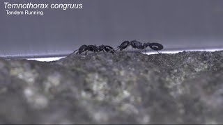 Tandem running in acorn ant Temnothorax congruus [upl. by Kcirdahs121]