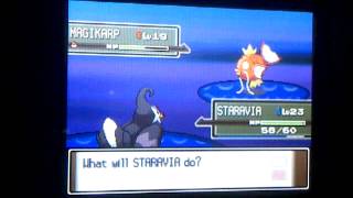 how to evolve magikarp in pokemon platinum [upl. by Valenta]