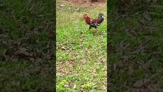 Rooster Song dramas funny banglafunnydrama [upl. by Ronyam]