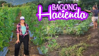 May Bagong Hacienda  Mrs Harabas [upl. by Ashley]