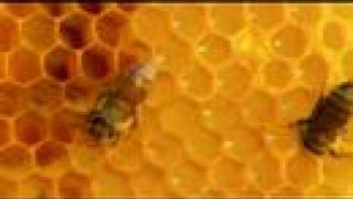 Burts Bees Colony Collapse Disorder CCD Honey Bees Dying [upl. by Lane]