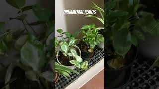 Ornamental Plants  Indoor Plants plants gardening [upl. by Nedyaj]