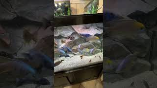 Feeding the cichlid show tank 🐟cichlid malawicichlids africancichlids [upl. by Alimhaj252]