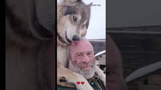 A family adopted an abandoned wolf cub and then wolf loveanimals shorts [upl. by Olleina406]