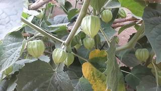 Growing Cape Gooseberries in the UK [upl. by Abehs]