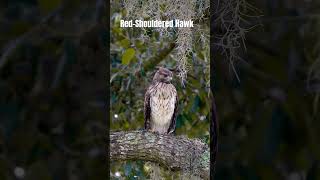 Early morning Hawk sounds  the magnificent Redshouldered Hawk birds wildlife birdworld [upl. by Ysnap]