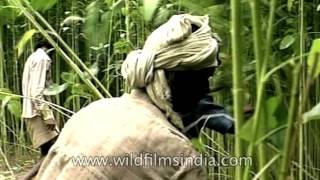 Indian farmers harvest Corchorus capsularis or Jute tree [upl. by Lusa]