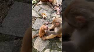 😢😢 Baby monkey cry trending viralvideo funny viralshort viralvideo funnyanimals [upl. by Nivan]