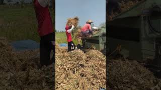 The process of harvesting soybeans using machines petani panen kacanghijau villagelife [upl. by Adnoryt]