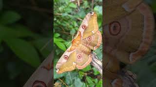 Rinaca Caligula boisduvalii  Epic silkmoth [upl. by Russ]