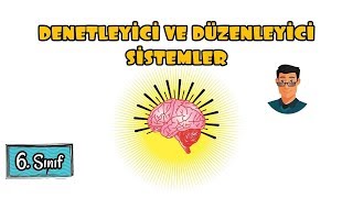 Denetleyici ve Düzenleyici Sistemler  6 Sınıf [upl. by Kwan]