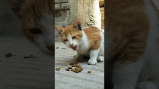 【kitten】Im addicted to this crispy food What is it called shorts [upl. by Noami]