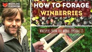 How To Forage Winberries bilberry [upl. by Haggai485]