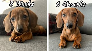 Mini dachshund puppy growing up  8 weeks vs 6 months [upl. by Aihsit]