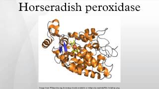 Horseradish peroxidase [upl. by Mick]