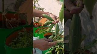 Vegetable garden on terrace 🏡🌶🫑🥒🌿  organic garden terracegarden gardening plants [upl. by Anaele]