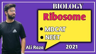 Ribosomes Structure And Functions  NMDCAT 2021 [upl. by Lampert306]