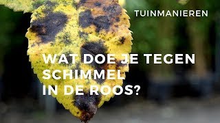 Schimmel in de roos ook wel black spot genoemd Zwarte vlekken [upl. by Horlacher871]