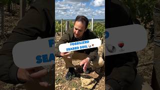 The Secret to Chablis Kimmeridgian Soil 🦪 [upl. by Enelaj]