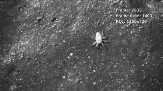 Mites filmed in slow motion with a Fastec Imaging high speed camera [upl. by Norvin]